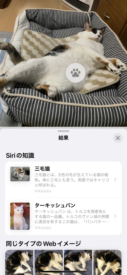 ペット写真確認ページ 被写体の名前や情報を表示、iPhoneの「画像を調べる」はGoogleレンズに
