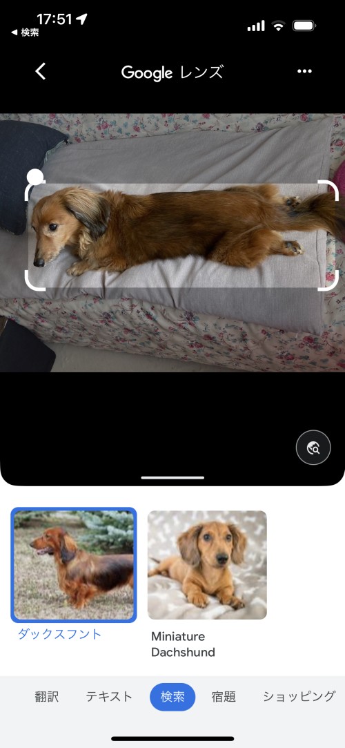 被写体の名前や情報を表示、iPhoneの「画像を調べる」はGoogleレンズに