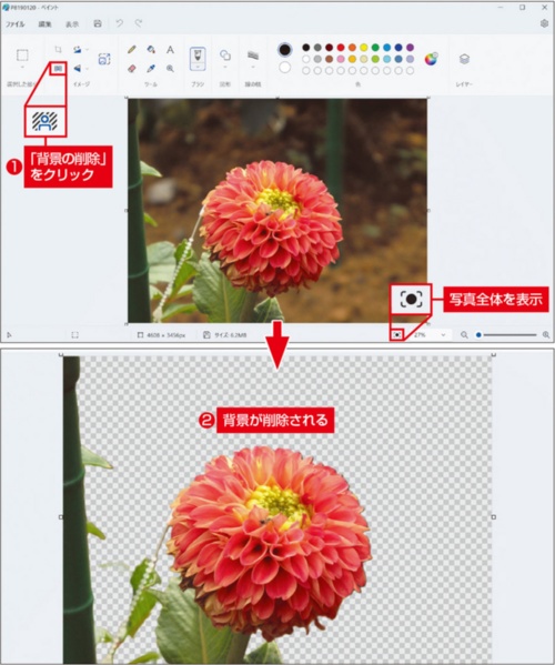 図1 写真を開いたら、ツールバーの「背景の削除」ボタンをクリックする(上)。AIが識別した背景が削除され、削除された部分は透明な状態になる(下)。白と灰色の市松模様は、その部分が透明であることを示している